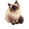 Himalayan Cat Colourpoint Katze