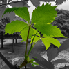 Green leaf in grayscale contrast