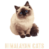 Himalayan Cat Colourpoint Katze