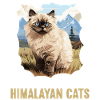 Chat de l’Himalaya Colourpoint Katze