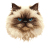 Himalayan Cat Colourpoint Katze