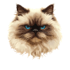 Himalayan Cat Colourpoint Katze