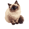 Himalayan Cat Colourpoint Katze
