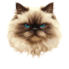 Himalayan Cat Colourpoint Katze