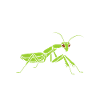 Humour insecte Mante religieuse