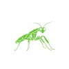 Humour insecte Mante religieuse