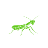 Humour insecte Mante religieuse