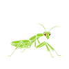Humour insecte Mante religieuse