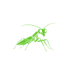 Humour insecte Mante religieuse