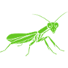 Praying mantis