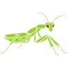Praying mantis