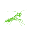 Humour insecte Mante religieuse