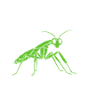 Humour insecte Mante religieuse