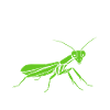 Humour insecte Mante religieuse