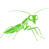 Praying mantis