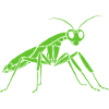 Praying mantis
