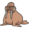 Walrus
