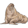 Walrus