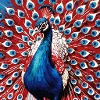 French Peacock