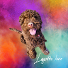 Lagotto Romagnolo Liebe