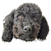 Poodle head black