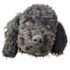black poodle head isolated