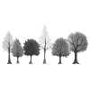 Wald Bäume schwarzweiss