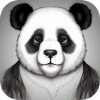 Cool Panda