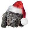 Caniche de Noël