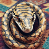 Snake Shirt Gift Design Apparel