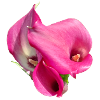 Pink Calla Flower Trio