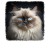 Himalayan Cat Colourpoint Katze