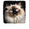 Chat de l’Himalaya Colourpoint Katze