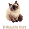Himalayan Cat Colourpoint Katze