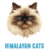 Himalayan Cat Colourpoint Katze