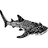 Requin baleine