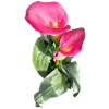 CALLASPink Calla Blossom Magic