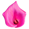 Pink Calla Blossom