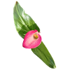 Pink Calla Blossom