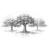 Old trees tree wisdom retro
