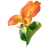 Orange Calla Blossom Magic