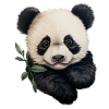 Panda chews on eucalyptus branch