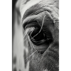 Cheval