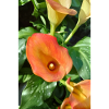 Orange Calla Blossom Magic