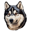 Siberian Husky Head