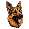 German Shepherd's Head German