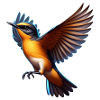 Pretty Kingfisher