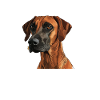 Rhodesian Ridgeback LOYALER GEFÄHRTE Hundebesitzer