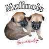 cute Malinois puppies - Security