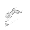 Humpback Whale B